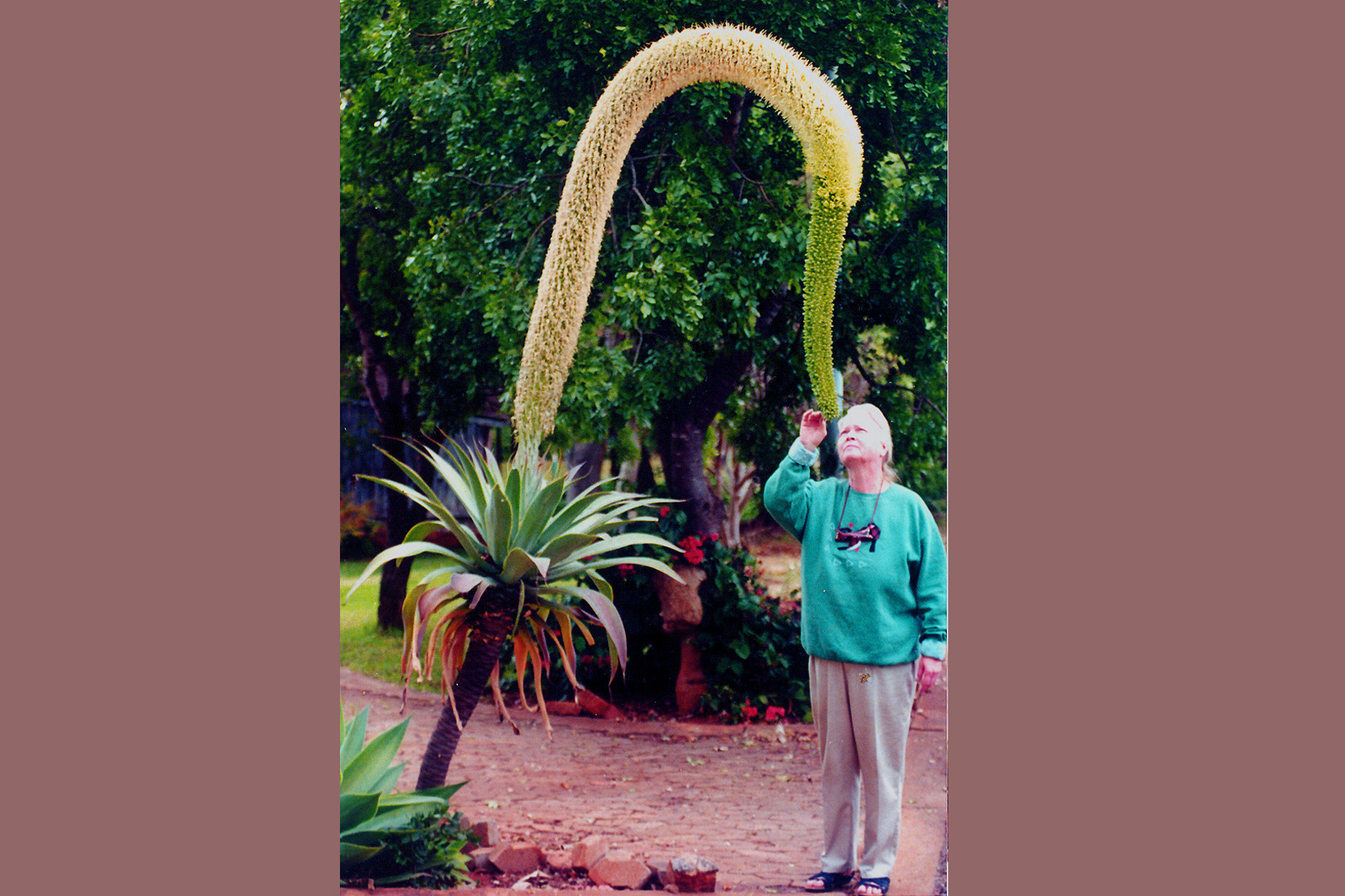 Swan Plant - Landscape.jpg